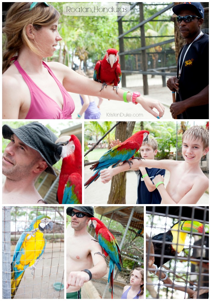 Parrots and Exotic Birds in Honduras