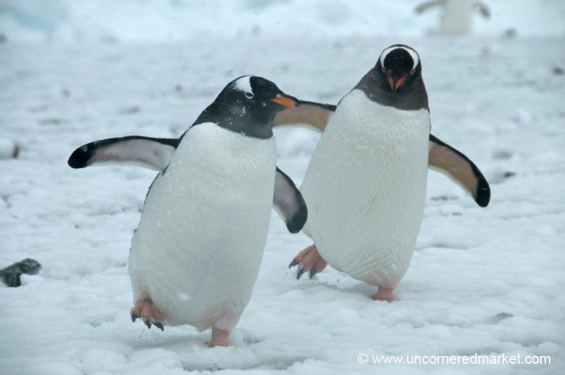 Gentoo Penguin Dance - Danco Island, Antarctica