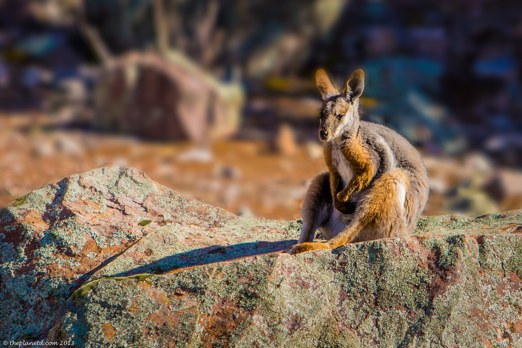 kangaroo picture in the wild