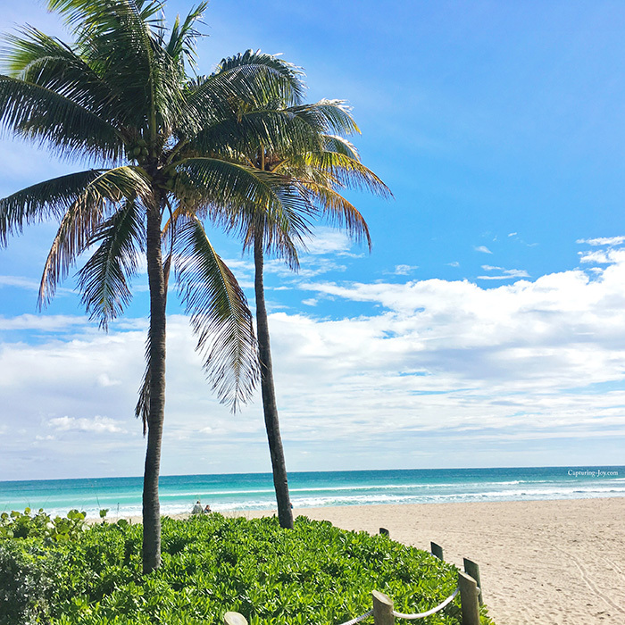 Palm Trees on Miami beach