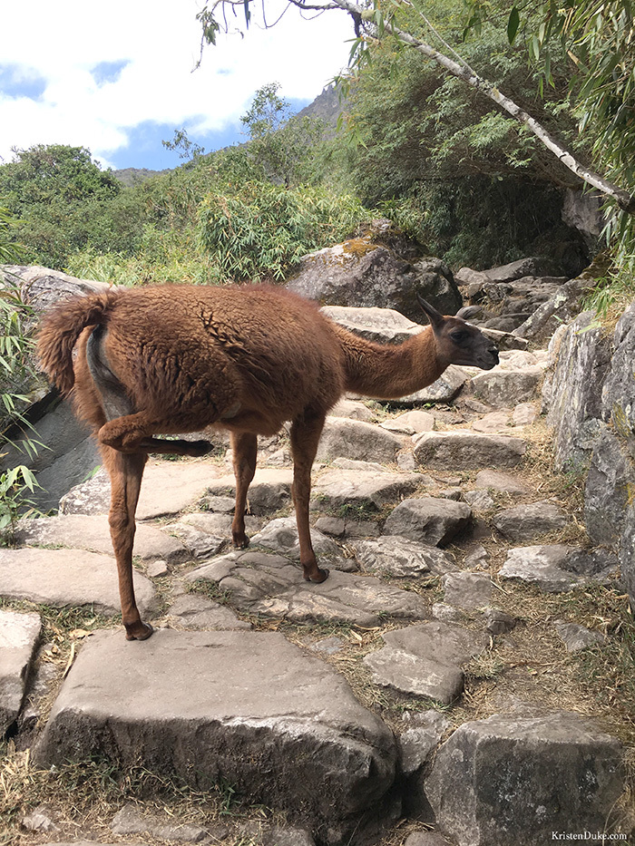 Plan a trip to Machu Picchu
